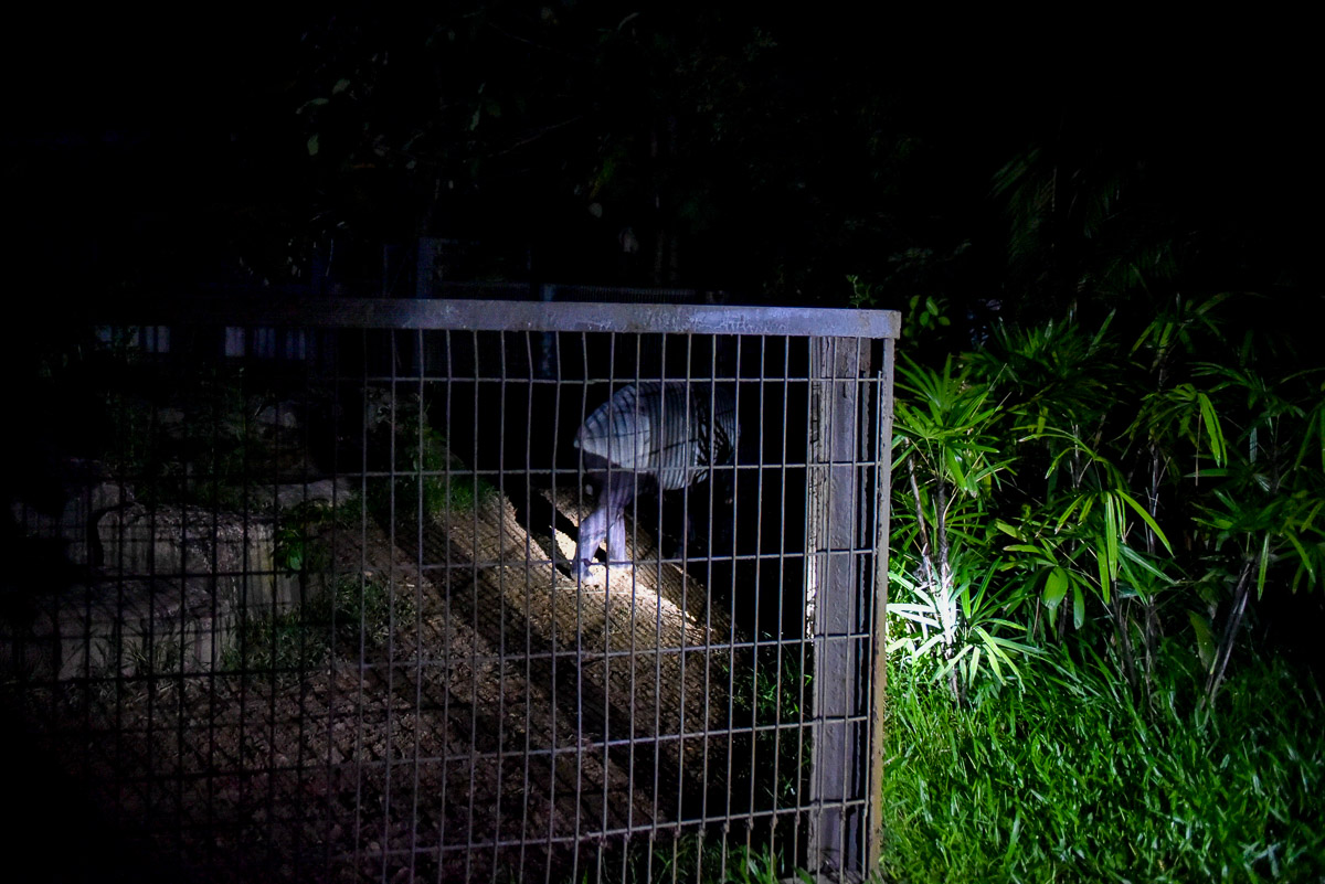 越南富國島夜間動物園Vinpearl Safari 值得夜間探索嗎?6點搞懂如何選擇日間參觀或夜間探險NIGHT SAFARI TOUR - 第12張圖