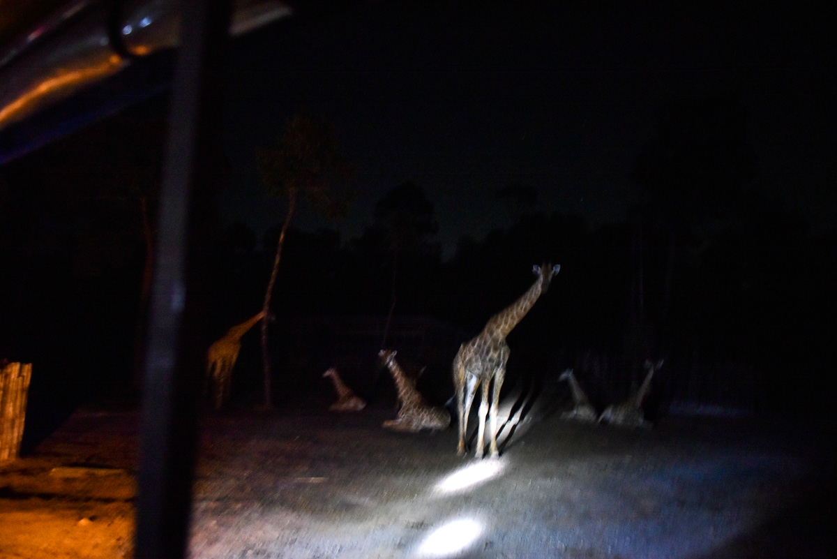 越南富國島夜間動物園Vinpearl Safari 值得夜間探索嗎?6點搞懂如何選擇日間參觀或夜間探險NIGHT SAFARI TOUR - 第16張圖