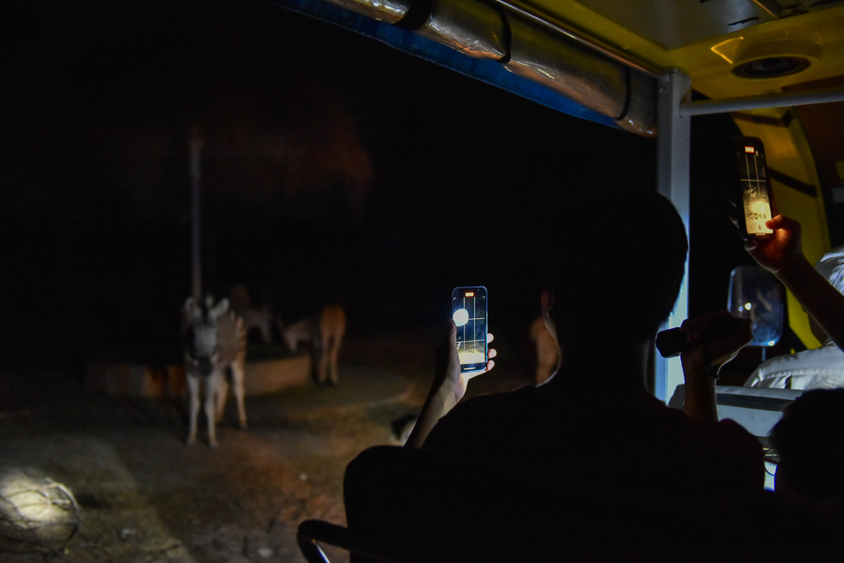 越南富國島夜間動物園Vinpearl Safari 值得夜間探索嗎?6點搞懂如何選擇日間參觀或夜間探險NIGHT SAFARI TOUR - 第19張圖