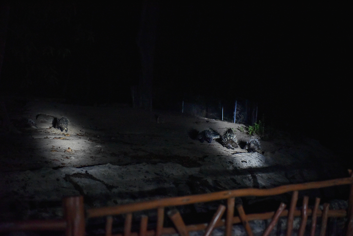 越南富國島夜間動物園Vinpearl Safari 值得夜間探索嗎?6點搞懂如何選擇日間參觀或夜間探險NIGHT SAFARI TOUR - 第15張圖