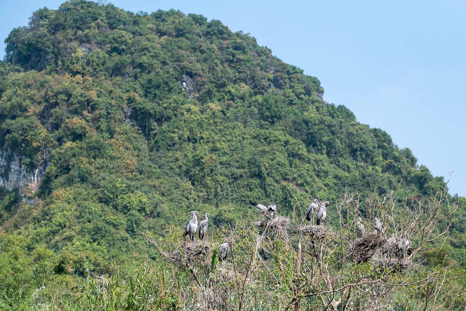 寧平自由行|越南候鳥天堂-松芽鳥類生態旅遊區 3大亮點探索陸龍灣山水秘境 - 第17張圖