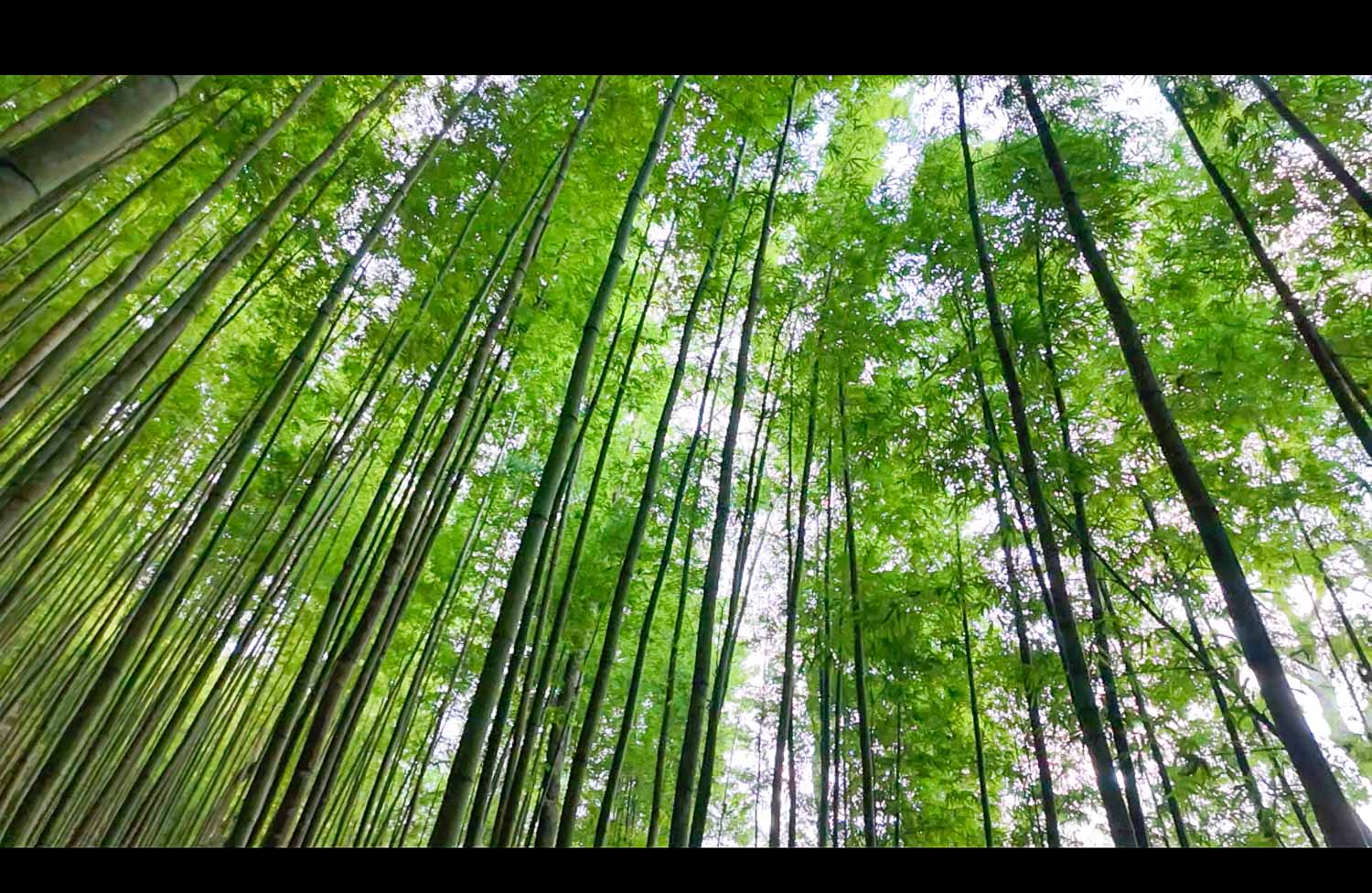 木江界自由行|原以為不就只是竹林嗎?迷漾竹林竟然可以清新又浪漫(Rừng Trúc) - 第8張圖