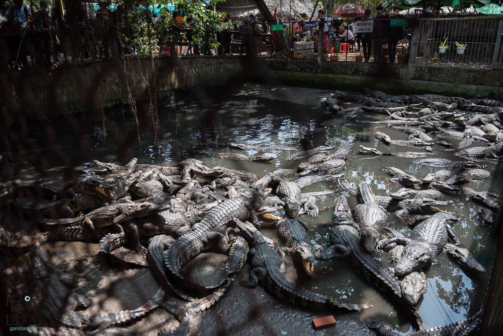 胡志明經典美托乘船遊河、品嚐象魚、體驗手搖船,玩遍水鄉風光與文化體驗 - 第20張圖