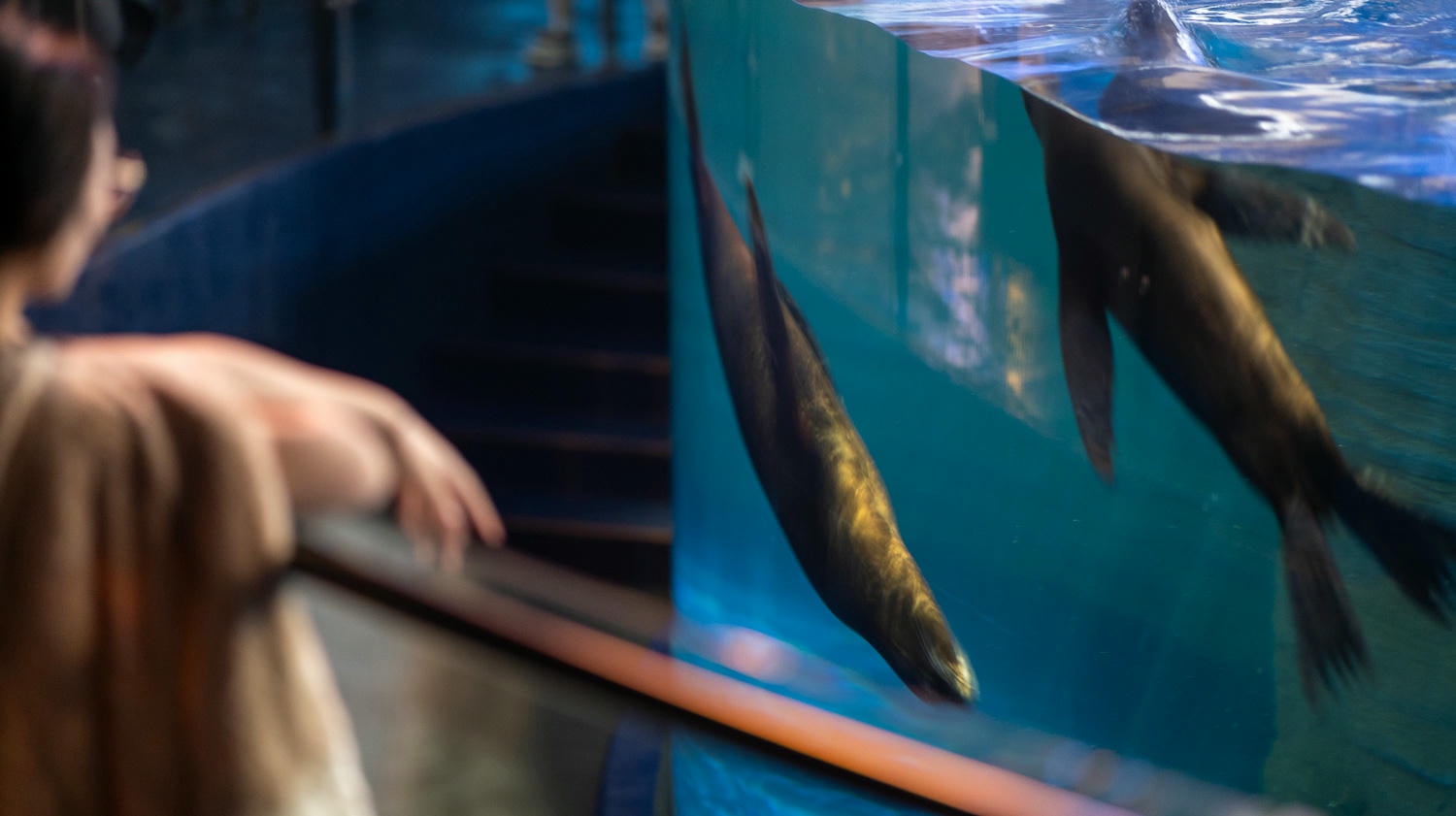 探索河內最大樂天世界水族館亮點一次看!超過30,000海洋生物及90米海底隧道人魚秀沉浸海底世界 - 第14張圖