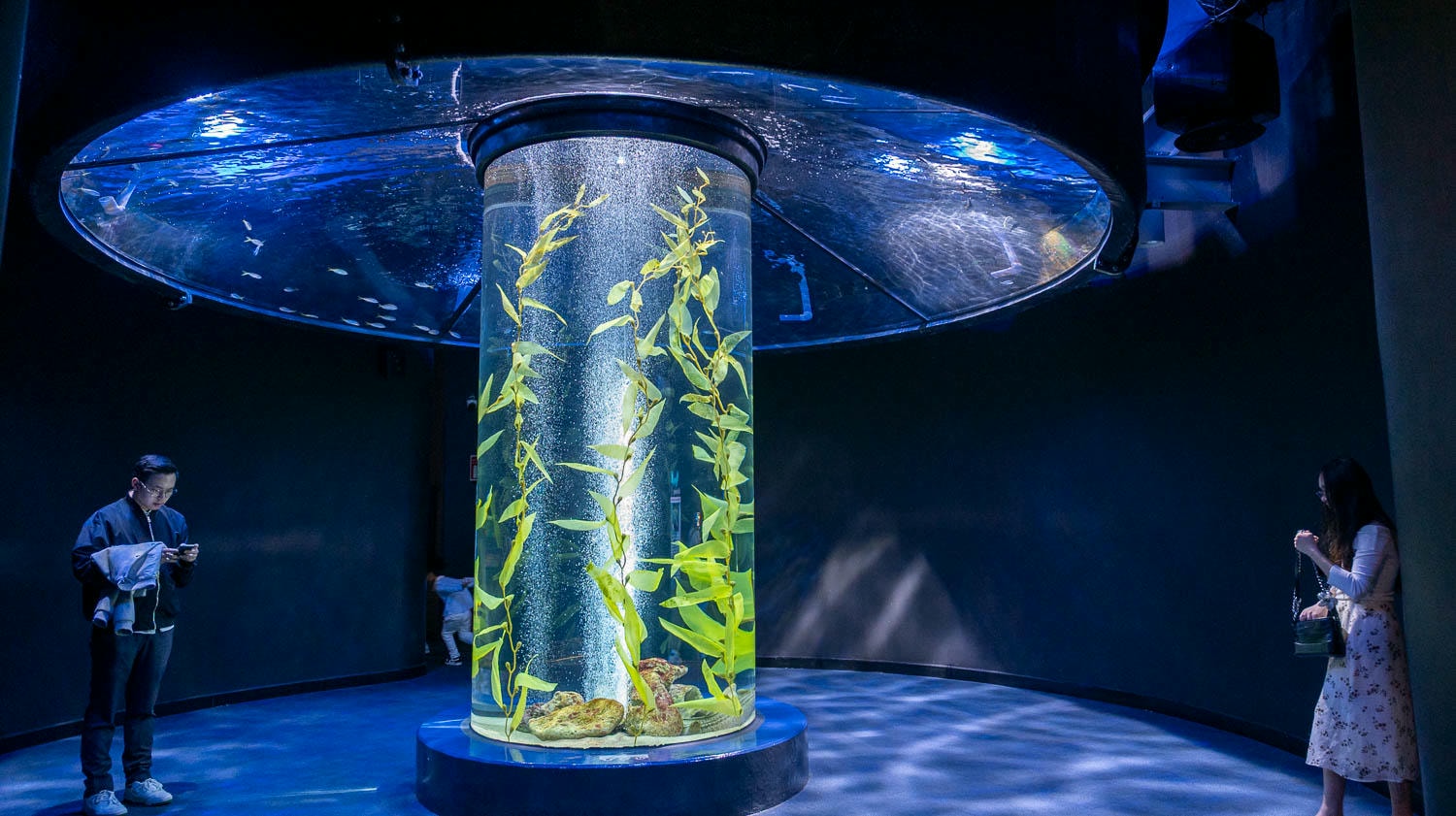 探索河內最大樂天世界水族館亮點一次看!超過30,000海洋生物及90米海底隧道人魚秀沉浸海底世界 - 第21張圖