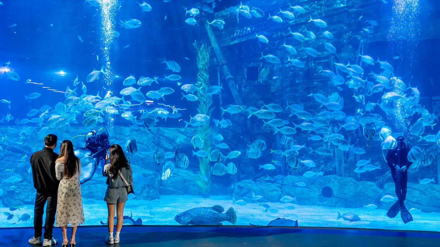 探索河內最大樂天世界水族館亮點一次看!超過30,000海洋生物及90米海底隧道人魚秀沉浸海底世界 - 第27張圖