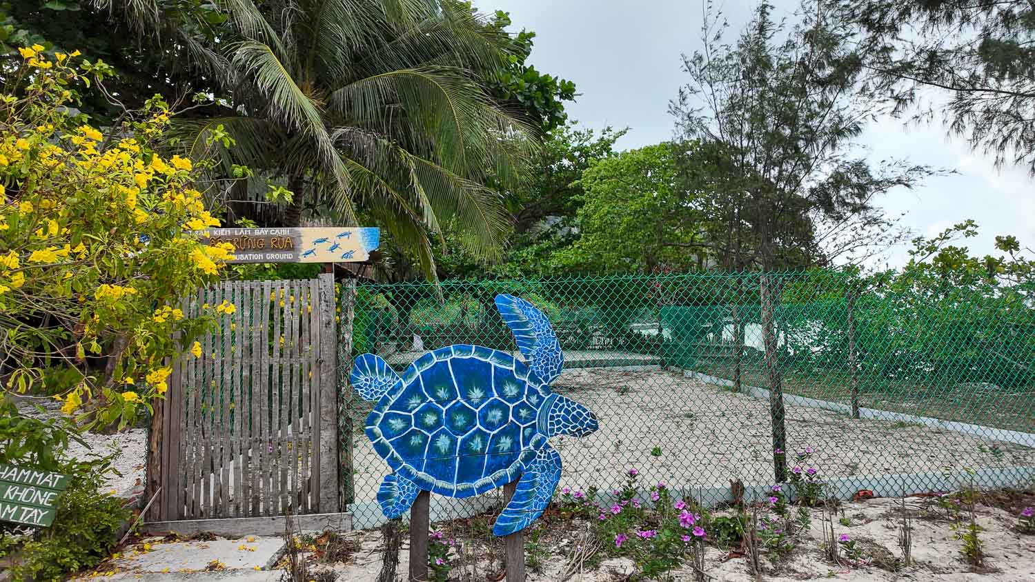 崑崙島一定要體驗跳島,不只見證海底派對,野放海龜體驗絕對值回票價 - 第8張圖