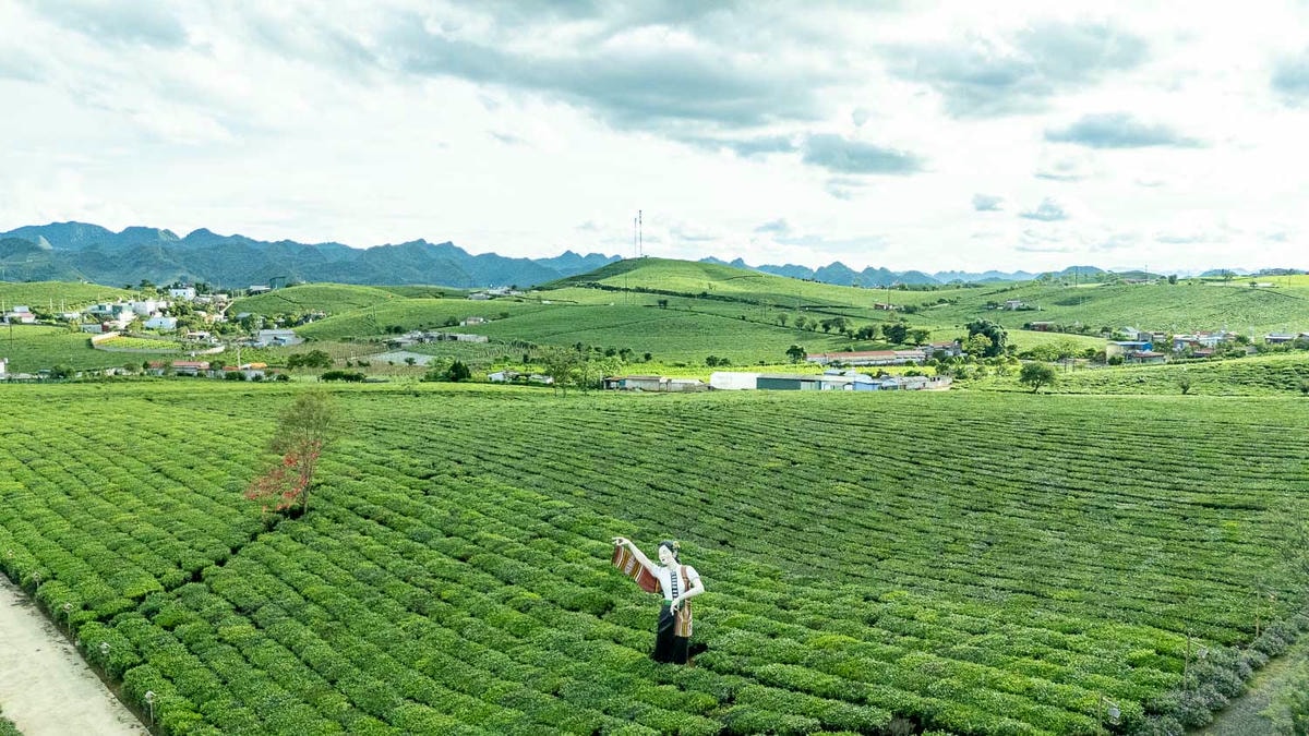 山丘上的夢幻觀景台Mocha Hill!木州最療癒的茶園景點,岩石尖的天空之門超唯美 - 第15張圖