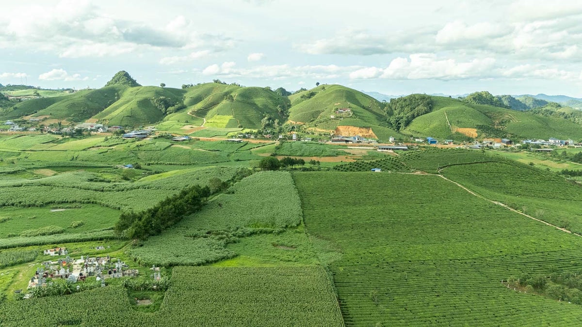 山丘上的夢幻觀景台Mocha Hill!木州最療癒的茶園景點,岩石尖的天空之門超唯美 - 第3張圖