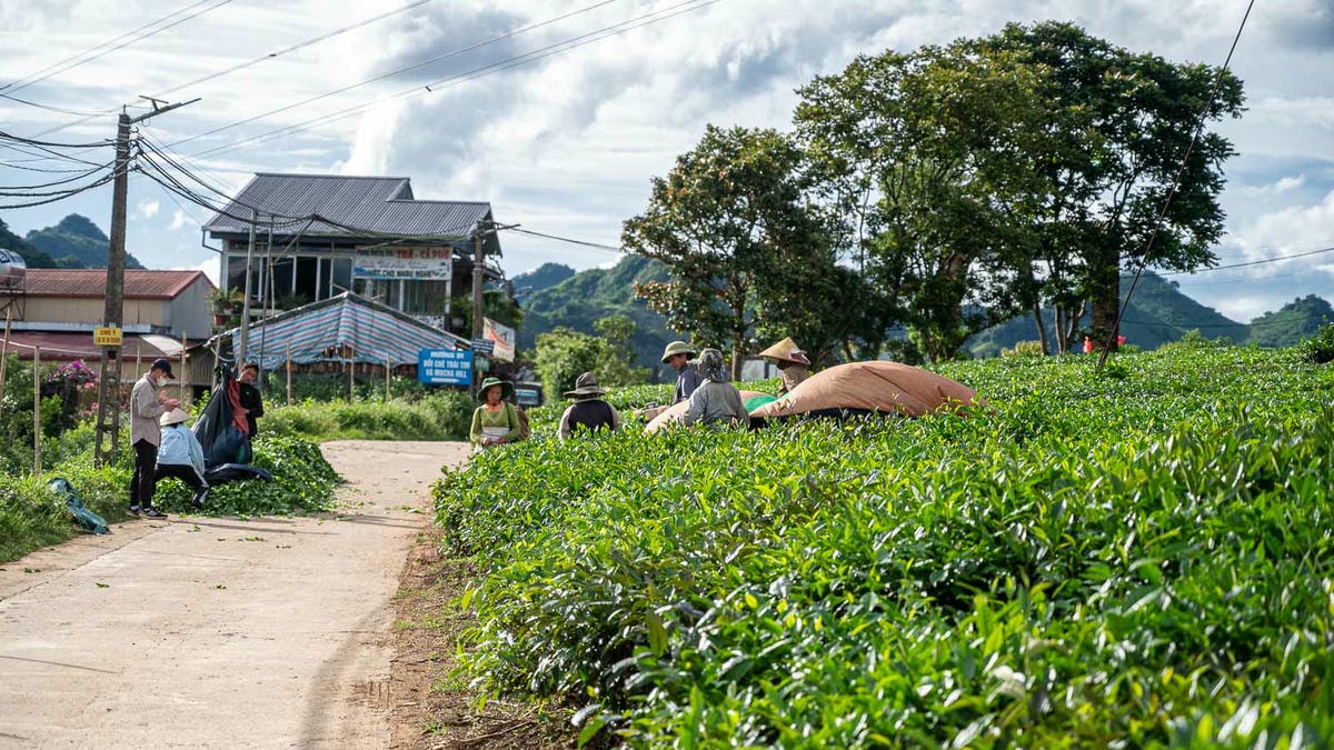 山丘上的夢幻觀景台Mocha Hill!木州最療癒的茶園景點,岩石尖的天空之門超唯美 - 第6張圖