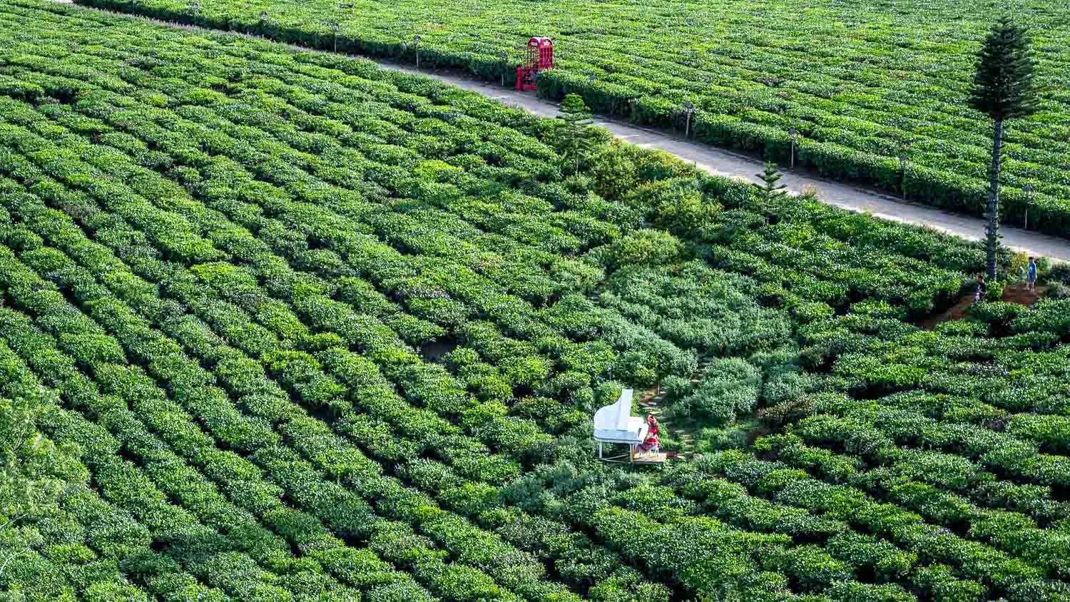 山丘上的夢幻觀景台Mocha Hill!木州最療癒的茶園景點,岩石尖的天空之門超唯美 - 第8張圖