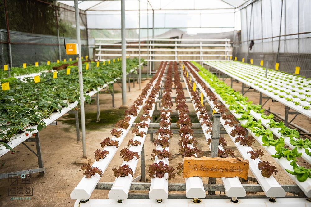 大叻Green Box農場系咖啡廳,邊喝咖啡邊當小農夫,Langbiang Farm新鮮現採蔬果直接打果汁鮮飲 - 第8張圖
