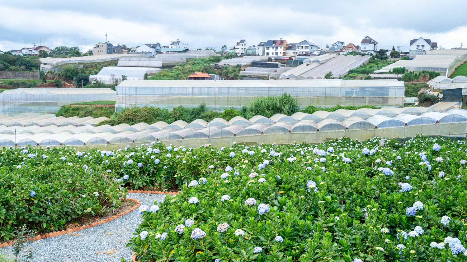 擁抱大叻無限浪漫!沉浸Catuka garden & coffee的夢幻花海,沉醉在繡球花的繽紛世界 - 第3張圖
