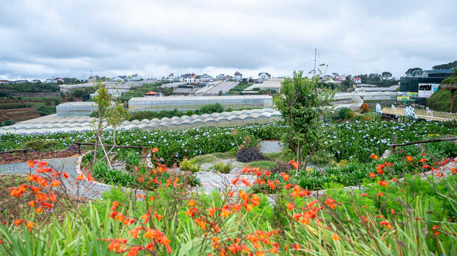 擁抱大叻無限浪漫!沉浸Catuka garden & coffee的夢幻花海,沉醉在繡球花的繽紛世界 - 第5張圖
