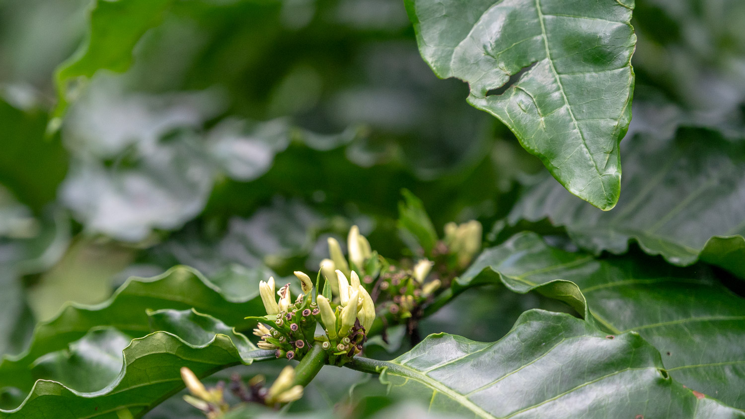 來邦美蜀就是要喝杯好咖啡|Aeroco Specialty Coffee Farm 的精品羅布斯塔體驗 - 第10張圖