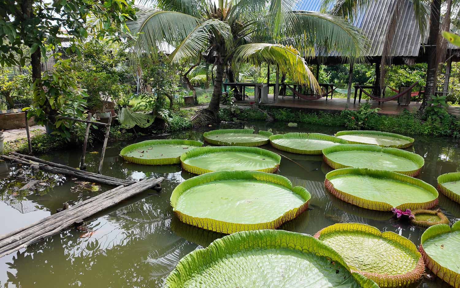 Cồn Sơn 山洲島|芹苴最純樸的生態小島,在湄公河懷抱中感受越南水上農村生活 - 第18張圖
