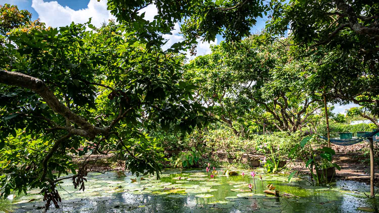 Cồn Sơn 山洲島|芹苴最純樸的生態小島,在湄公河懷抱中感受越南水上農村生活 - 第20張圖