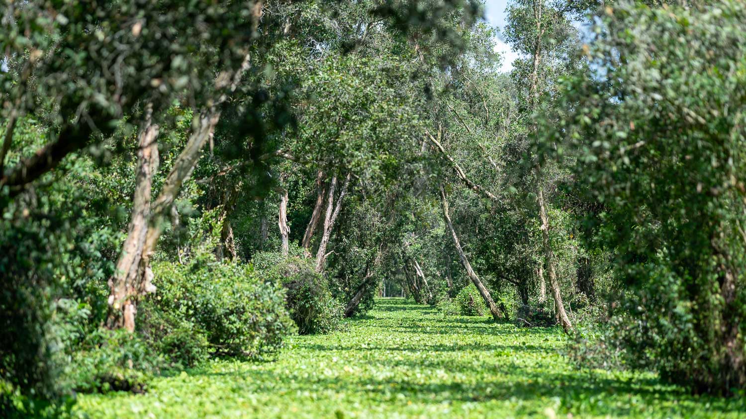 探訪安江秘境|靜得只剩鳥鳴與心跳的綠色夢境,在Tra Su Cajuput Forest感受當世界慢下來片刻 - 第14張圖