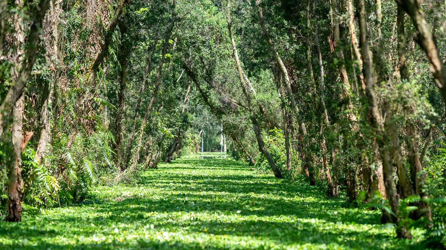 探訪安江秘境|靜得只剩鳥鳴與心跳的綠色夢境,在Tra Su Cajuput Forest感受當世界慢下來片刻 - 第3張圖