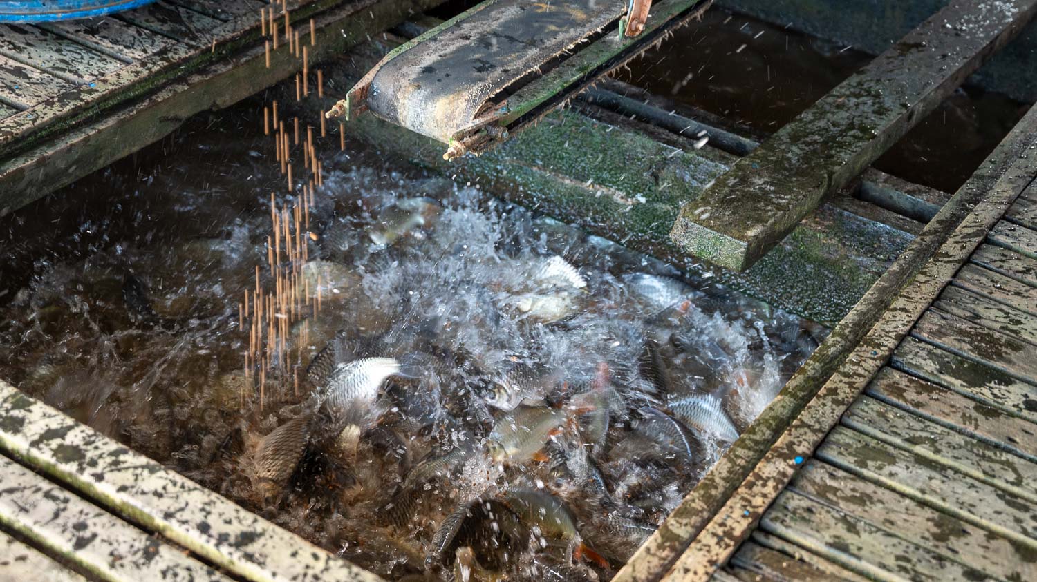 朱篤搭船遊彩色棚屋村與占族聚落|漂浮在湄公河上的生活與信仰故事 - 第9張圖