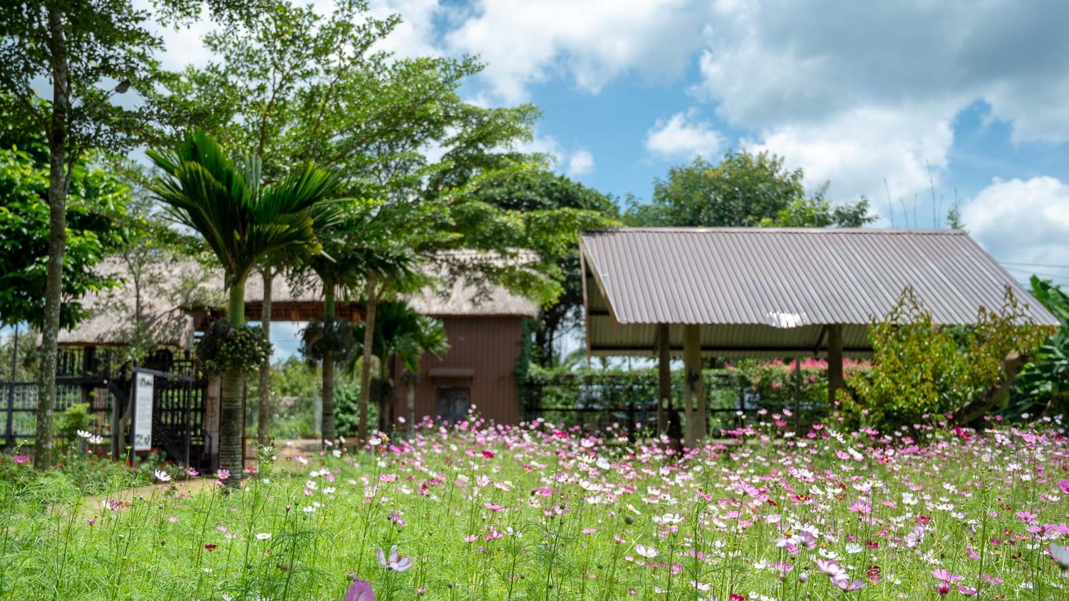 邦美蜀必去景點:Vanlong Elephants Farm 大象農場完整遊記與實用攻略 - 第8張圖 邦美蜀必去景點:Vanlong Elephants Farm 大象農場完整遊記與實用攻略