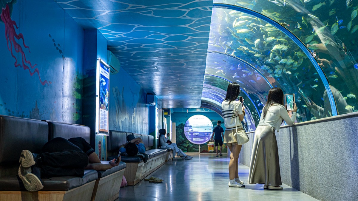 河內親子景點首選|Vinpearl Aquarium 藏在購物中心下的海底世界,經典美人魚表演看不膩! - 第6張圖 河內親子景點首選|Vinpearl Aquarium 藏在購物中心下的海底世界,經典美人魚表演看不膩!