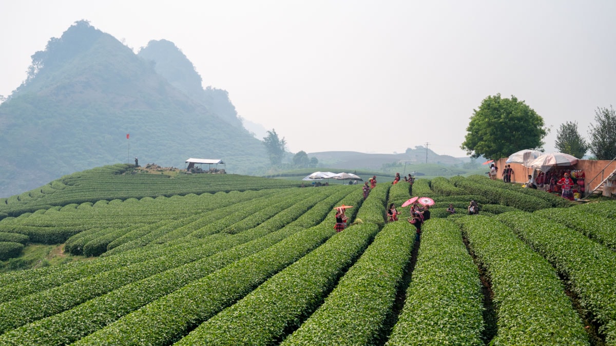 戀戀心形茶園 Đồi chè Trái Tim:沐浴在木州高原的綠意浪漫,深度體驗茶鄉之美及四季風情 - 第6張圖 戀戀心形茶園 Đồi chè Trái Tim:沐浴在木州高原的綠意浪漫,深度體驗茶鄉之美及四季風情