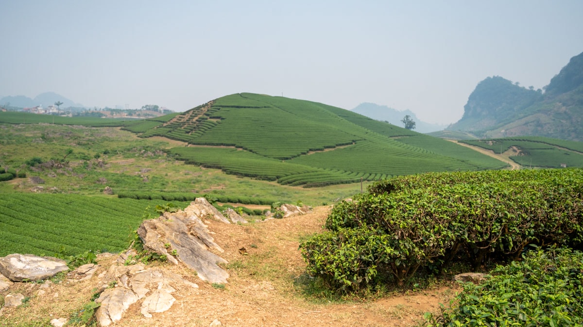 戀戀心形茶園 Đồi chè Trái Tim:沐浴在木州高原的綠意浪漫,深度體驗茶鄉之美及四季風情 - 第5張圖 戀戀心形茶園 Đồi chè Trái Tim:沐浴在木州高原的綠意浪漫,深度體驗茶鄉之美及四季風情