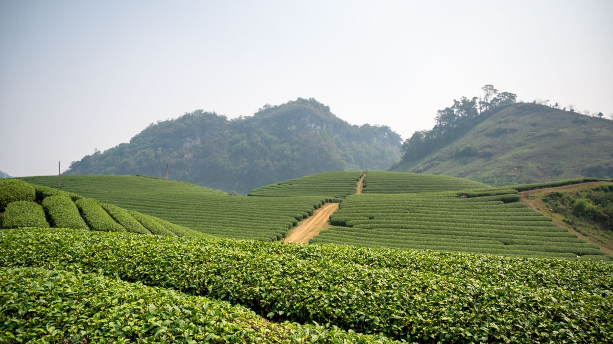 戀戀心形茶園 Đồi chè Trái Tim:沐浴在木州高原的綠意浪漫,深度體驗茶鄉之美及四季風情 - 第4張圖 戀戀心形茶園 Đồi chè Trái Tim:沐浴在木州高原的綠意浪漫,深度體驗茶鄉之美及四季風情