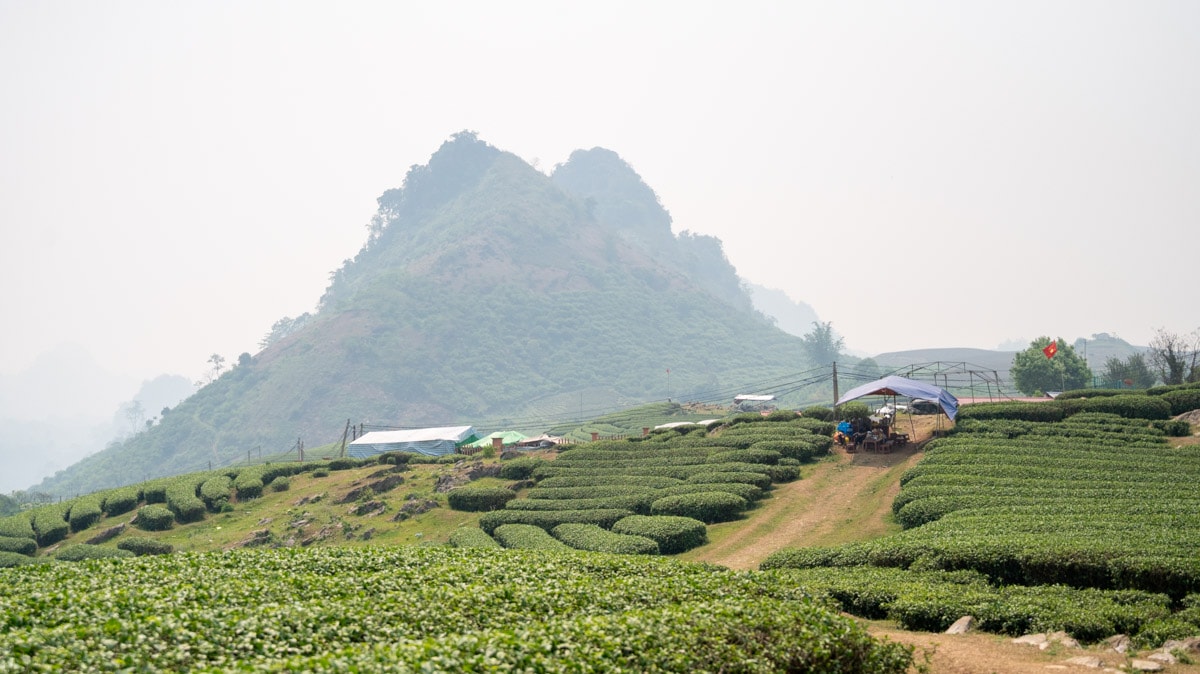 戀戀心形茶園 Đồi chè Trái Tim:沐浴在木州高原的綠意浪漫,深度體驗茶鄉之美及四季風情 - 第7張圖 戀戀心形茶園 Đồi chè Trái Tim:沐浴在木州高原的綠意浪漫,深度體驗茶鄉之美及四季風情