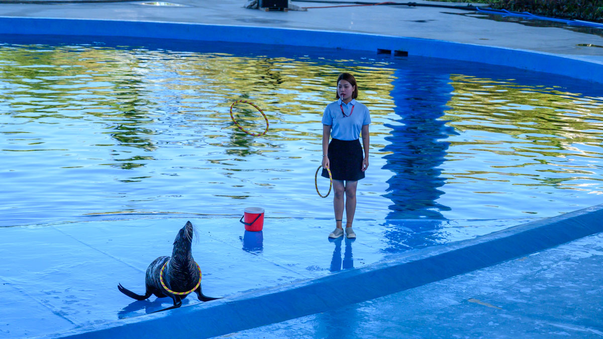 峴港親子新景點!DA NANG DOLPHINARIUM 海豚海獅萌力全開,親子必衝超好玩海洋樂園! - 第6張圖 峴港親子新景點!DA NANG DOLPHINARIUM 海豚海獅萌力全開,親子必衝超好玩海洋樂園!