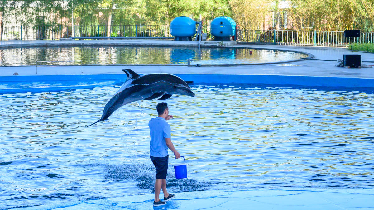 峴港親子新景點!DA NANG DOLPHINARIUM 海豚海獅萌力全開,親子必衝超好玩海洋樂園! - 第9張圖 峴港親子新景點!DA NANG DOLPHINARIUM 海豚海獅萌力全開,親子必衝超好玩海洋樂園!