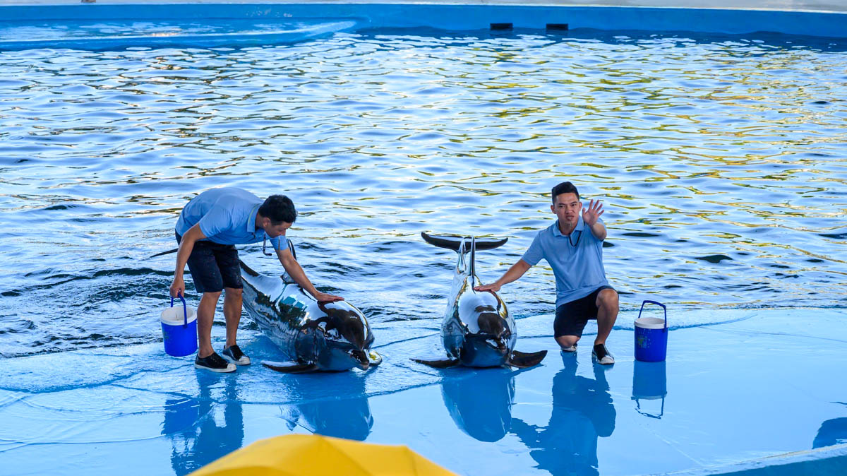 峴港親子新景點!DA NANG DOLPHINARIUM 海豚海獅萌力全開,親子必衝超好玩海洋樂園! - 第2張圖 峴港親子新景點!DA NANG DOLPHINARIUM 海豚海獅萌力全開,親子必衝超好玩海洋樂園!